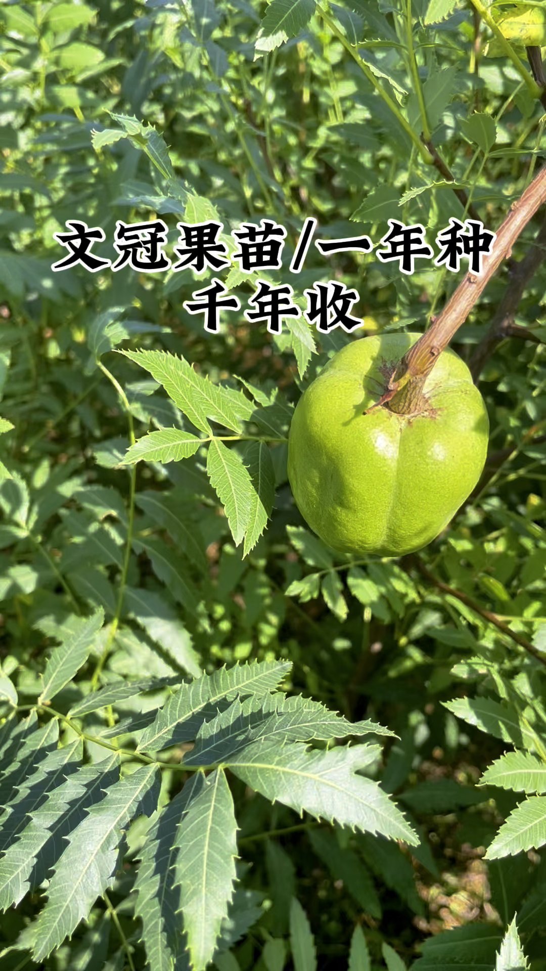 一年生文冠果树苗什么时间种植 二年生文冠果苗会结果吗