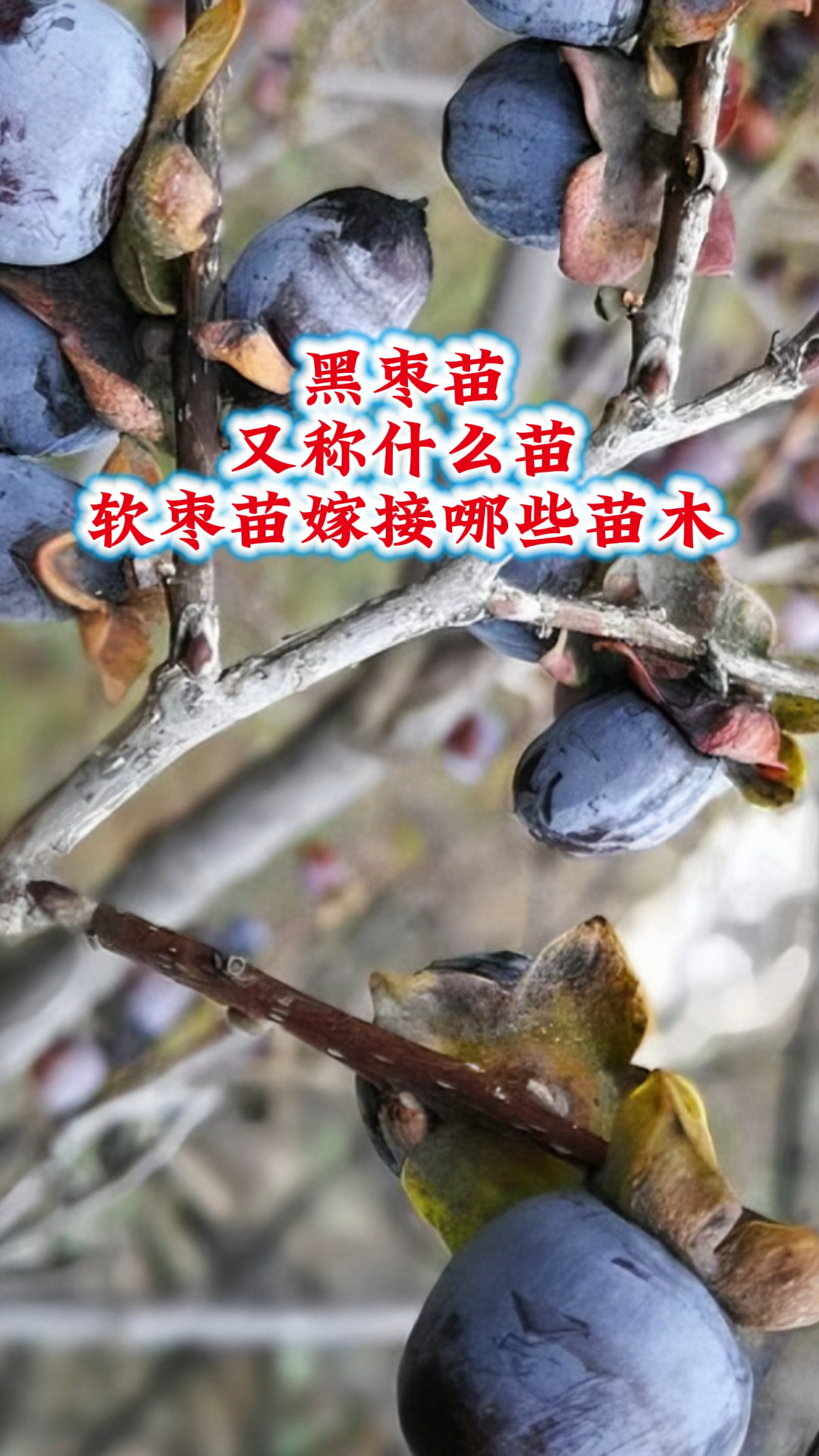 软枣苗 一年生二年生软枣苗 1米以上软枣实生苗 黑枣树苗