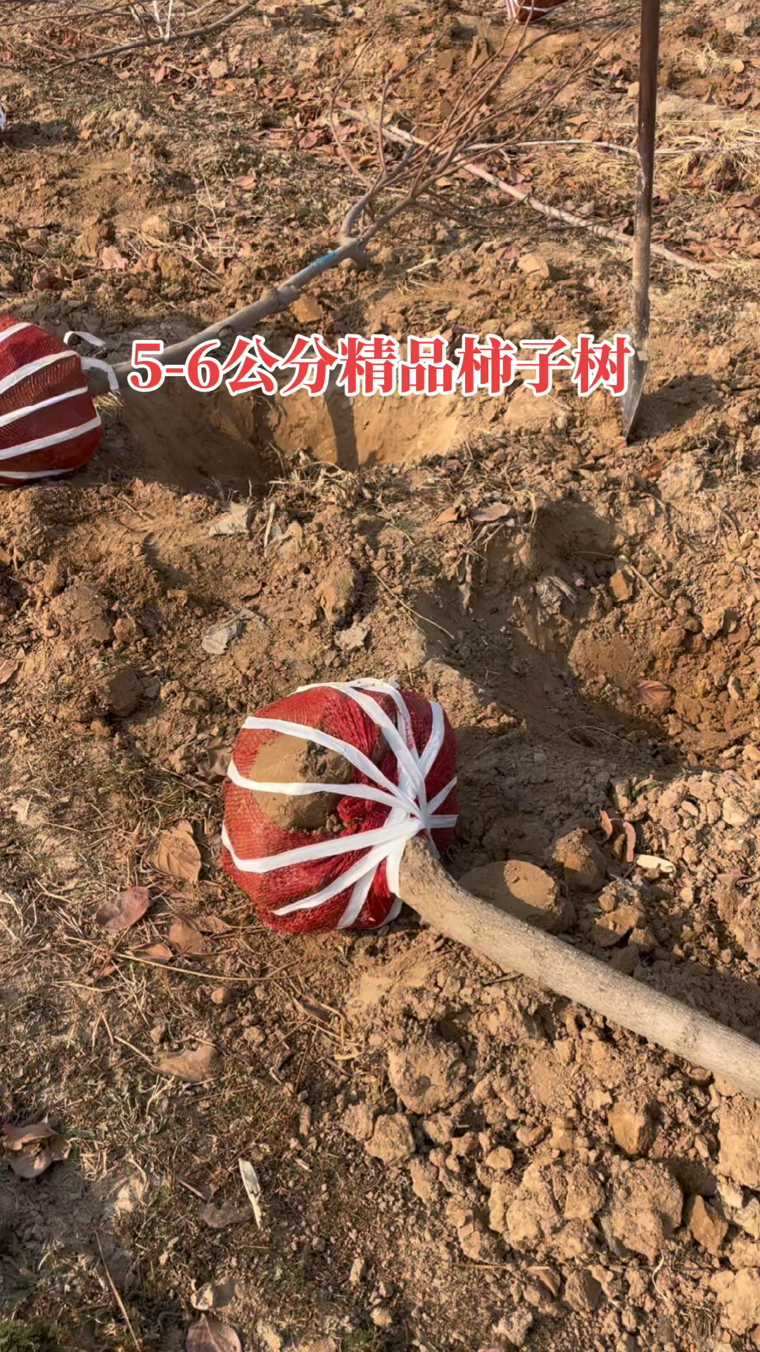 柿子树 5-6公分柿子树 山西柿子树基地 5公分柿子树价格