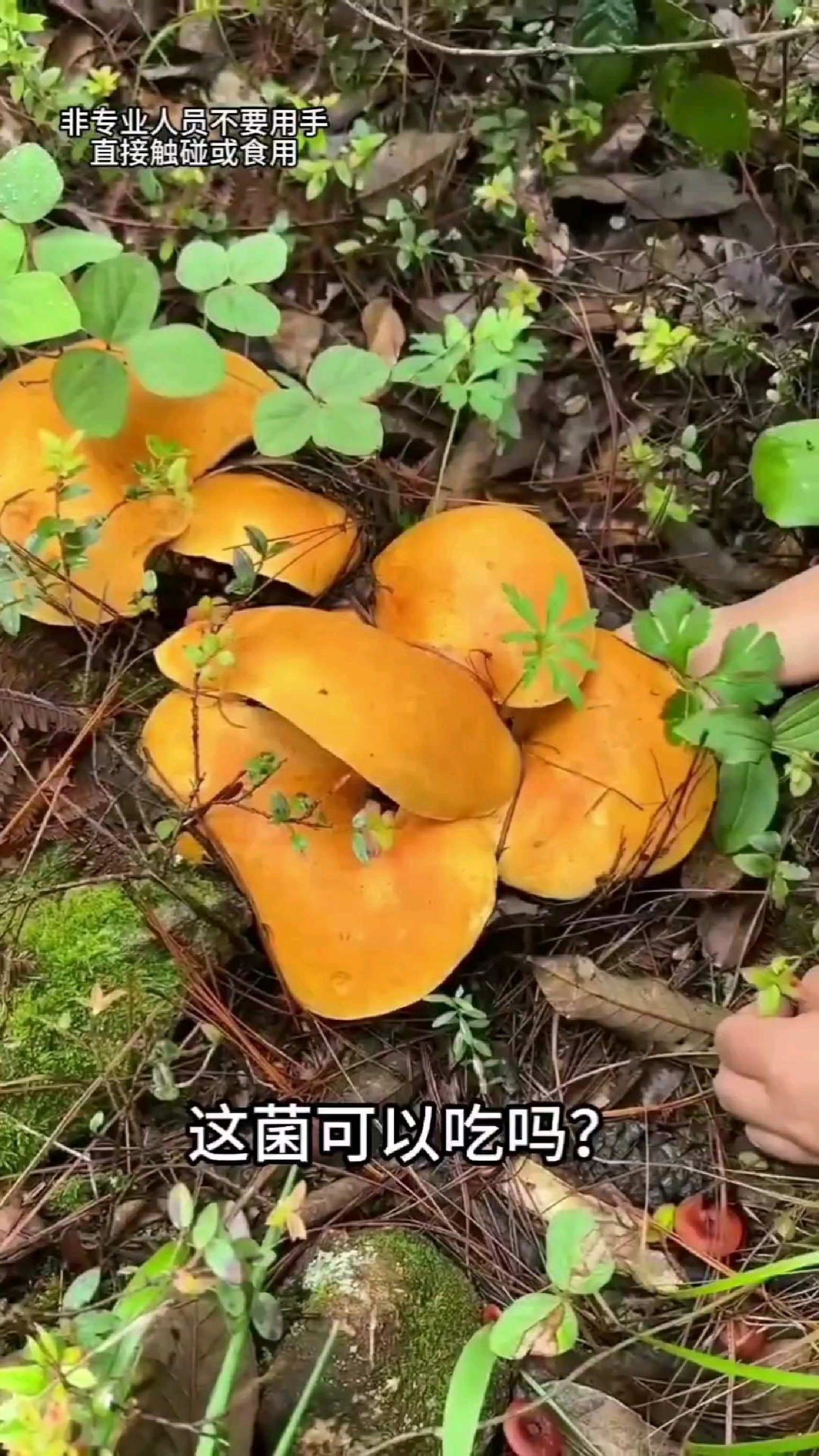 百科—这是什么菌