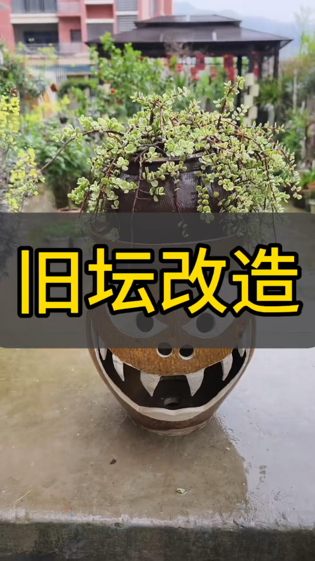 大姐把废旧泡菜坛改成特色花盆,这变废为宝的手艺绝了