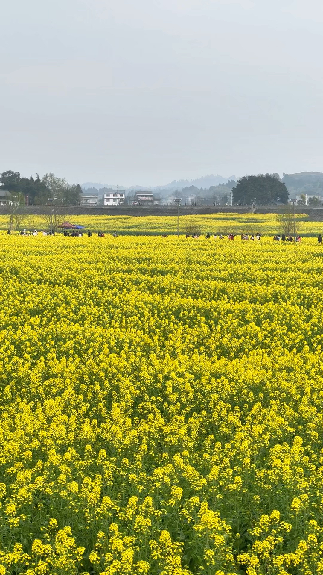 重庆免费油菜花花海潼南崇龛油菜花景区,春天到了快出来拍照吧