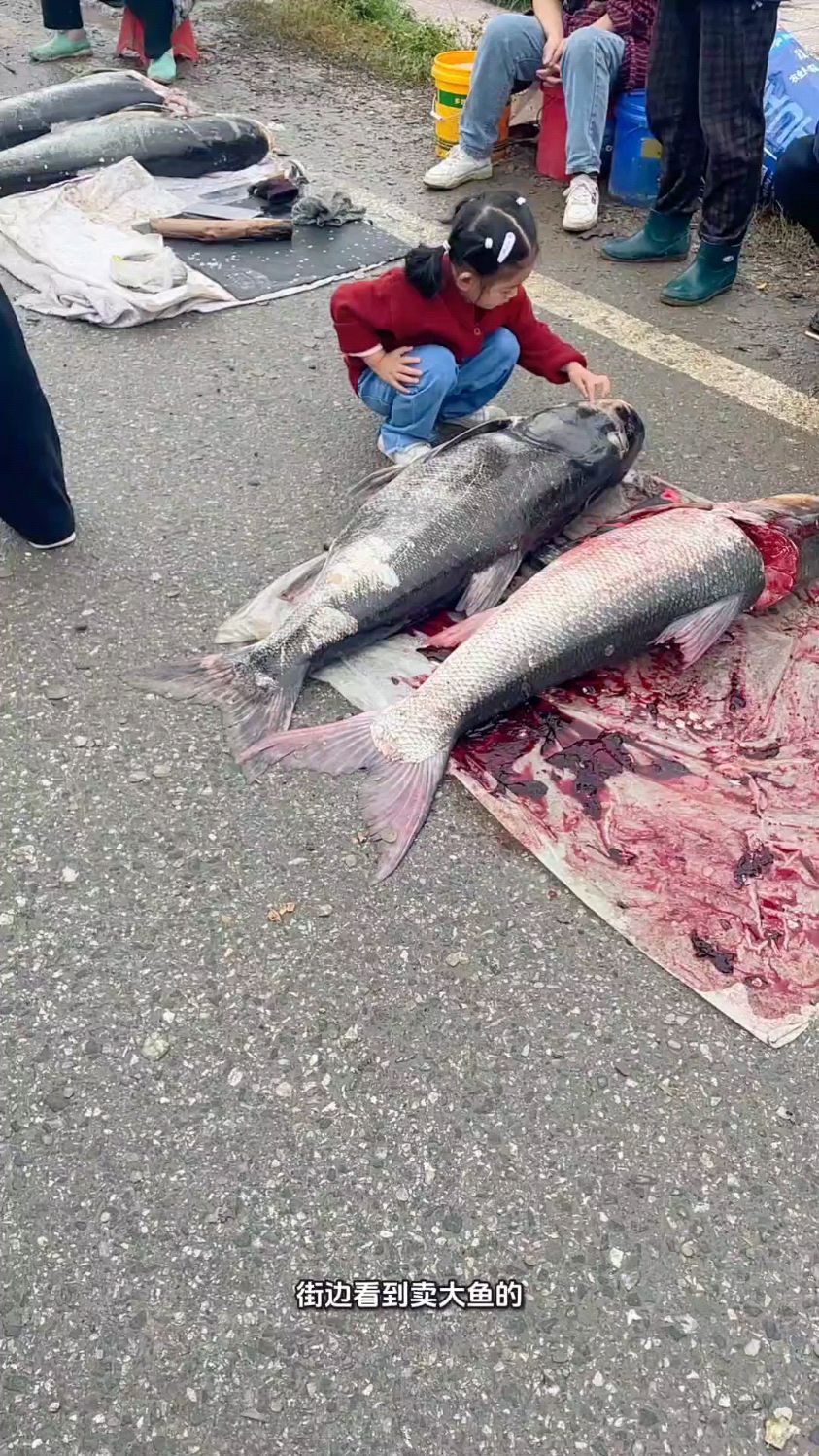 街边看到卖大鱼的,说是水库泄洪冲出来的,这鱼能买吗?