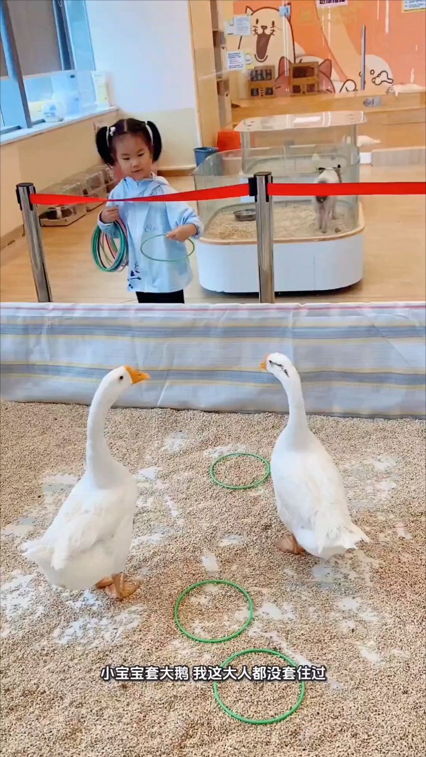 小宝宝套大鹅，套中三个圈，你这是要把老板套哭啊！