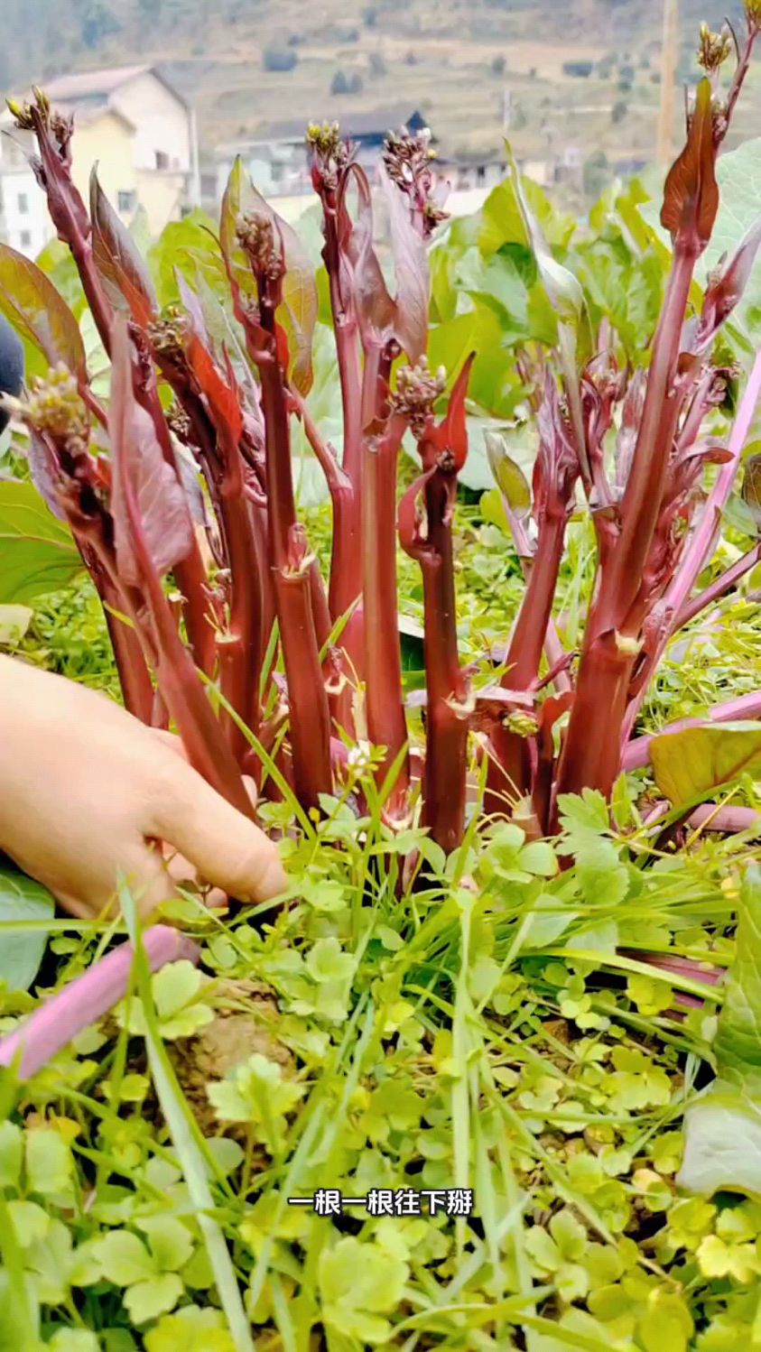 一根一根往下掰，掰着就过瘾，做熟了还好吃，你知道是啥菜不？