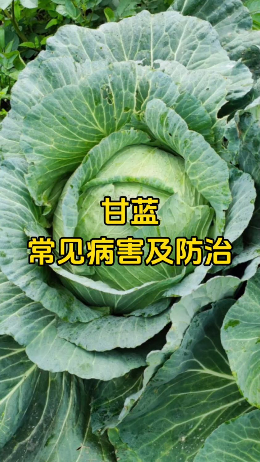 甘蓝常见病害及防治
