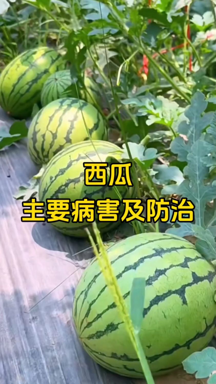 西瓜主要病害及防治