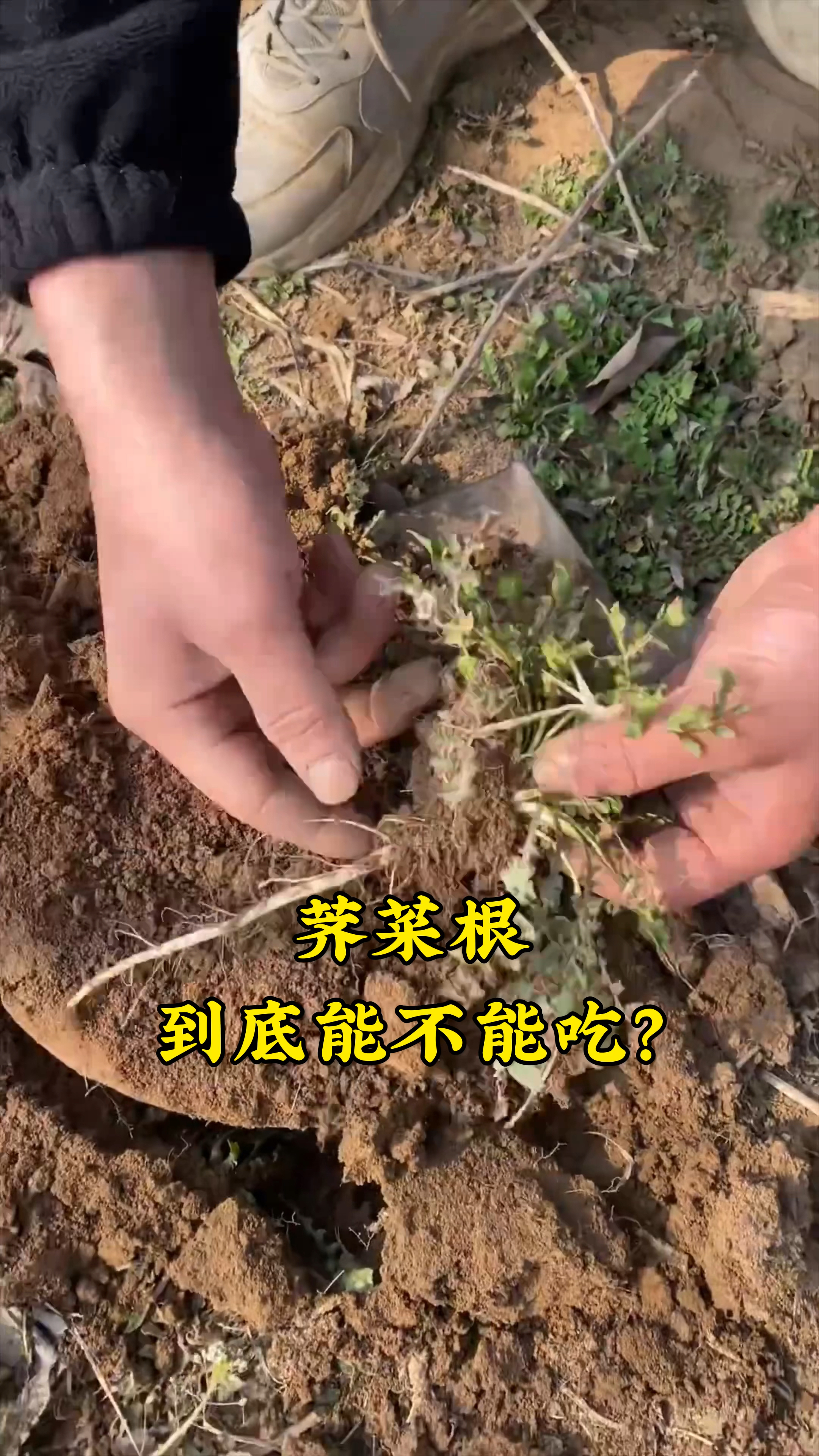 河南的老乡,荠菜根,到底能不能吃?