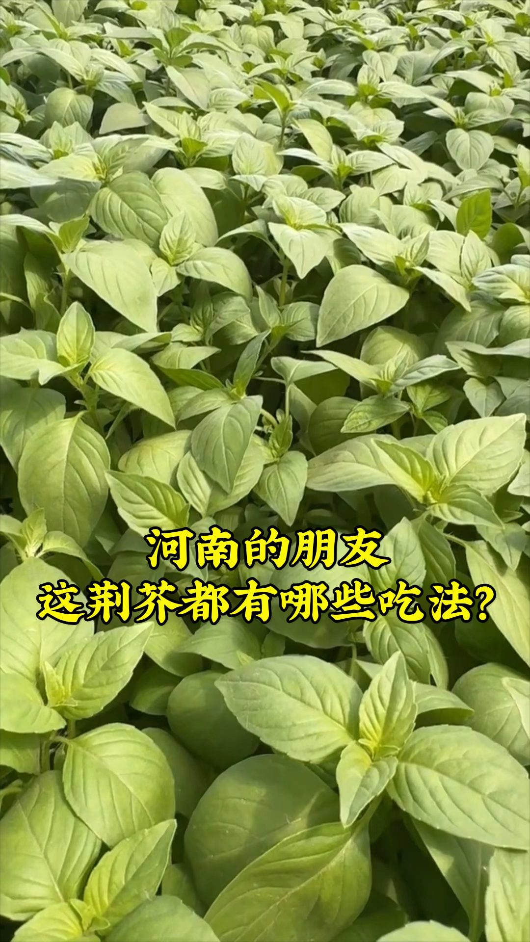 河南的朋友,这荆芥都有哪些吃法?