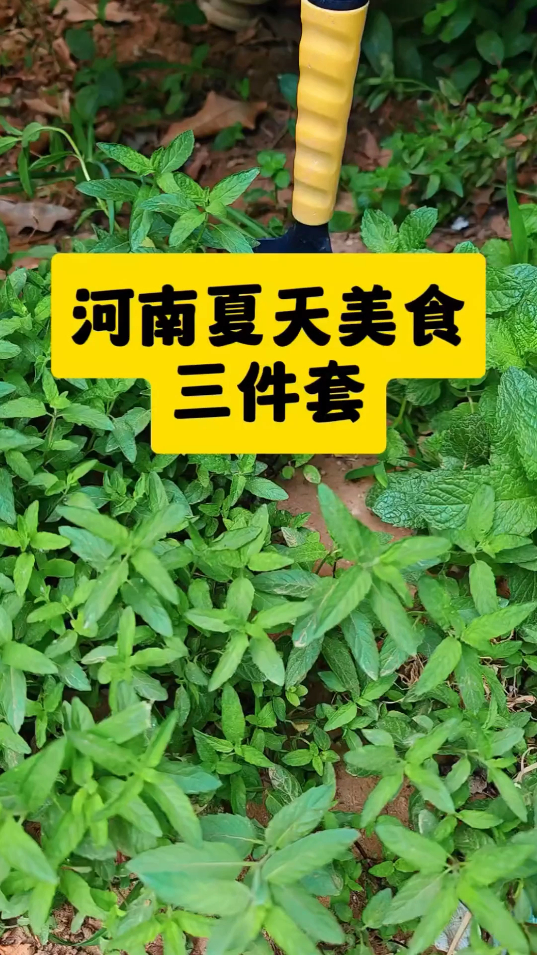 在河南，夏天美食的灵魂三件套，你喜欢吃哪个？