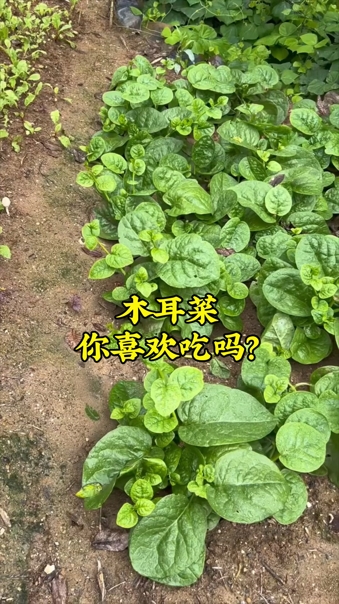 木耳菜的繁殖能力太强了,种一棵就有吃不完的菜,你喜欢吃它吗?