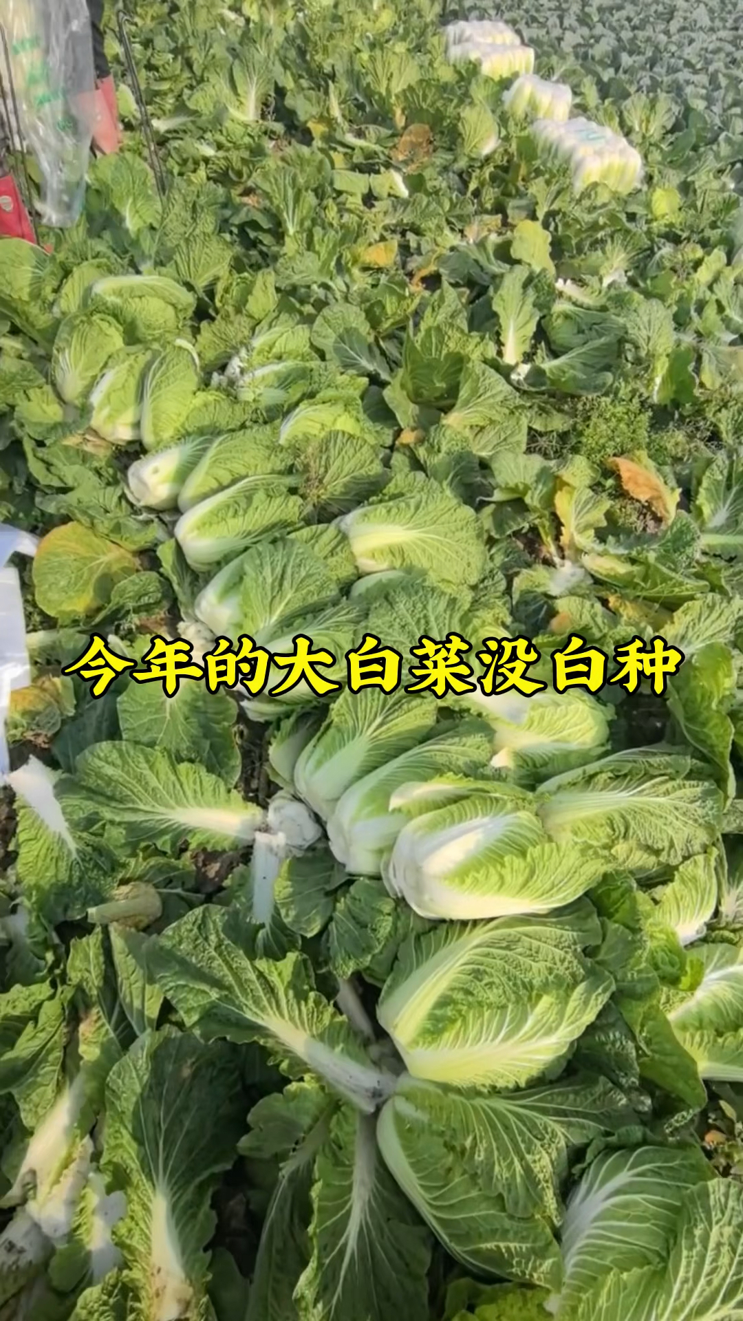 今年的几十亩大白菜没白种,超市里9毛9一斤,你那里多少钱一斤?