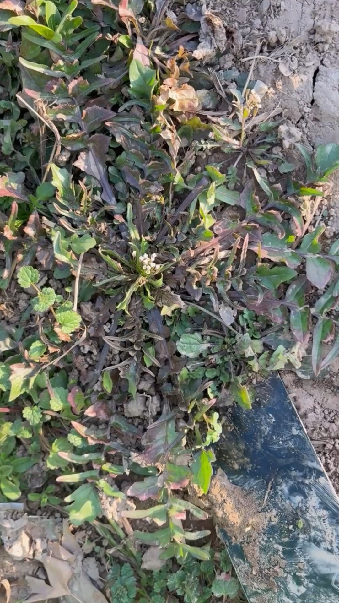 河南的老乡,荠菜开花了还能吃吗?