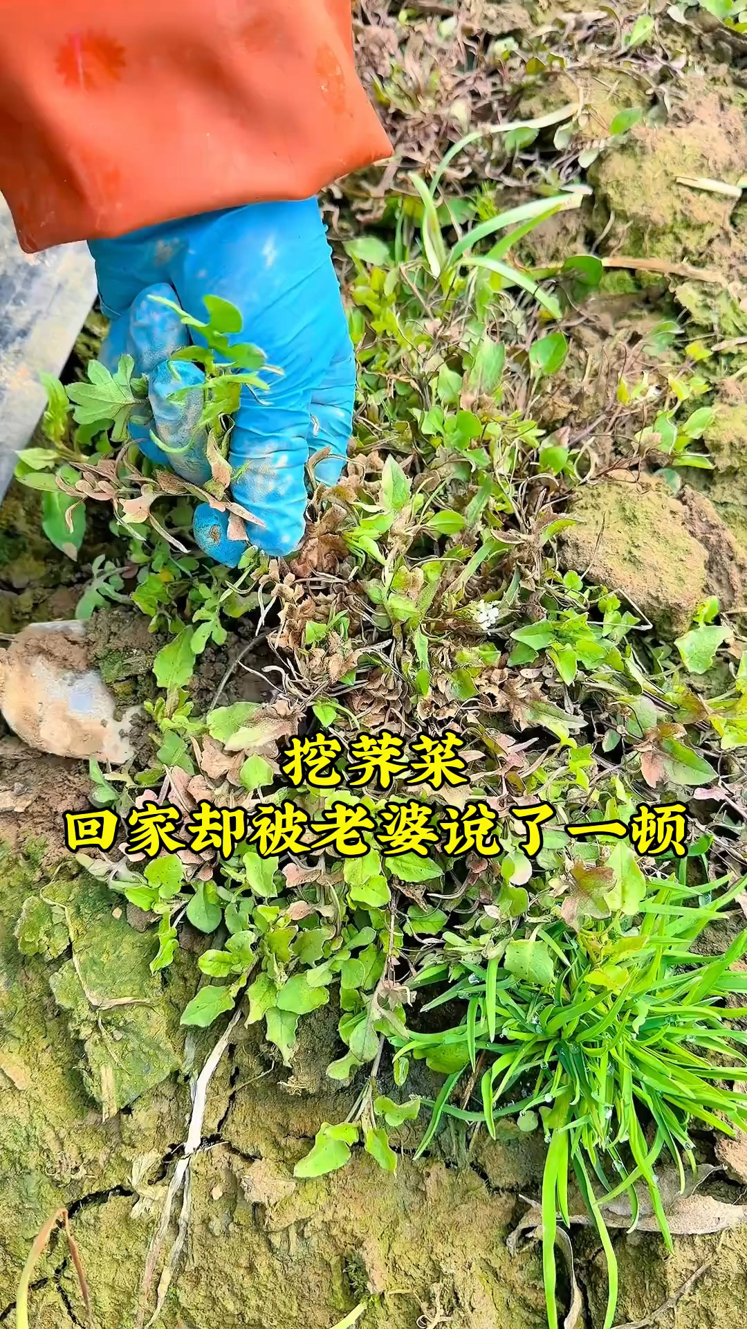 挖荠菜却被老婆说了一顿，她说：荠菜根最香，你把根都铲掉了！