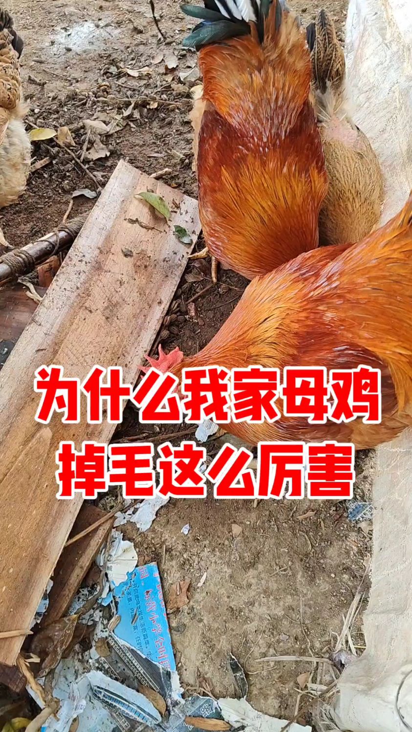 为什么我家母鸡掉毛这么厉害?