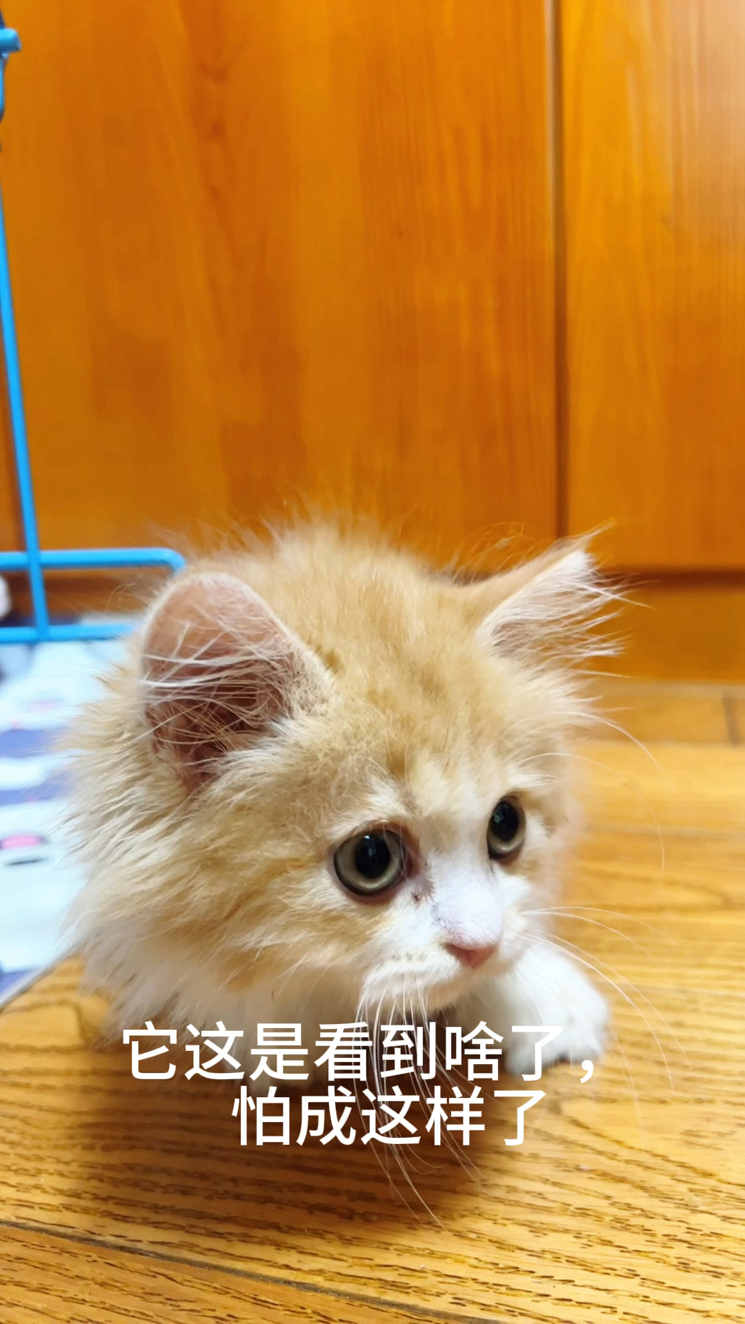 小可爱的日常表情包