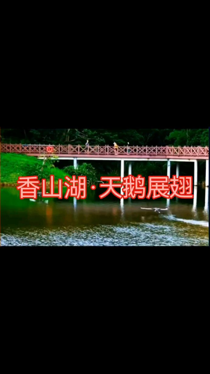 长这么大,第一次亲眼目睹天鹅展翅飞翔在湖面上!惊艳梦幻!