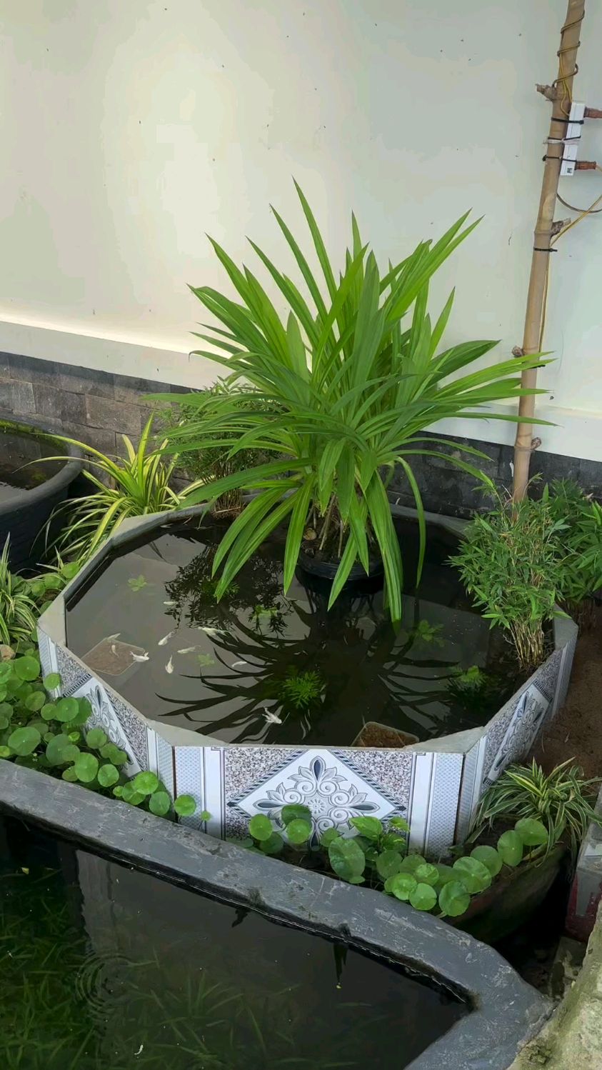 玛丽鱼终于生小鱼了