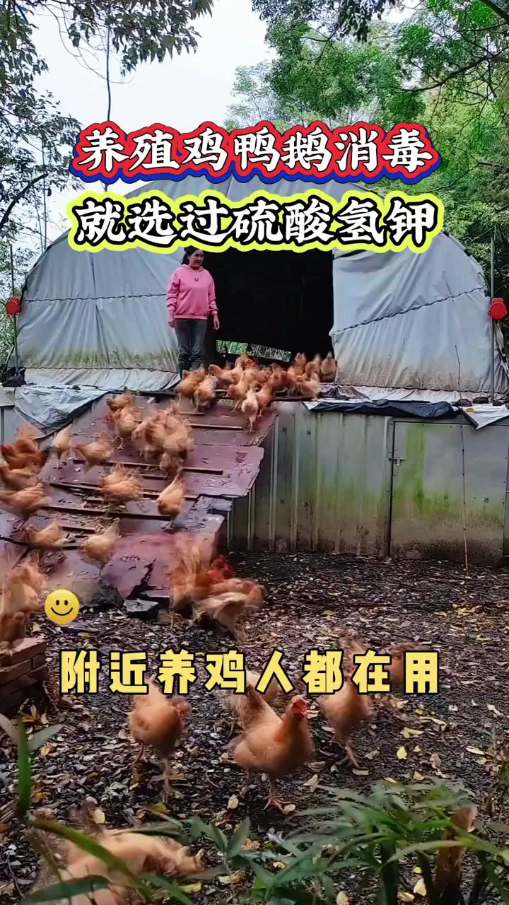 鸡鸭鹅养殖,用什么消毒!