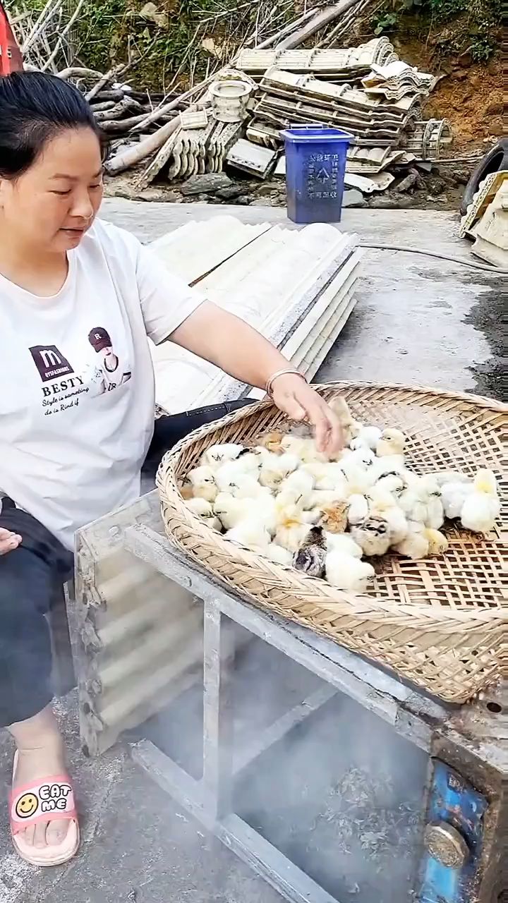 烟熏小鸡仔，你知道这个作用是什么？