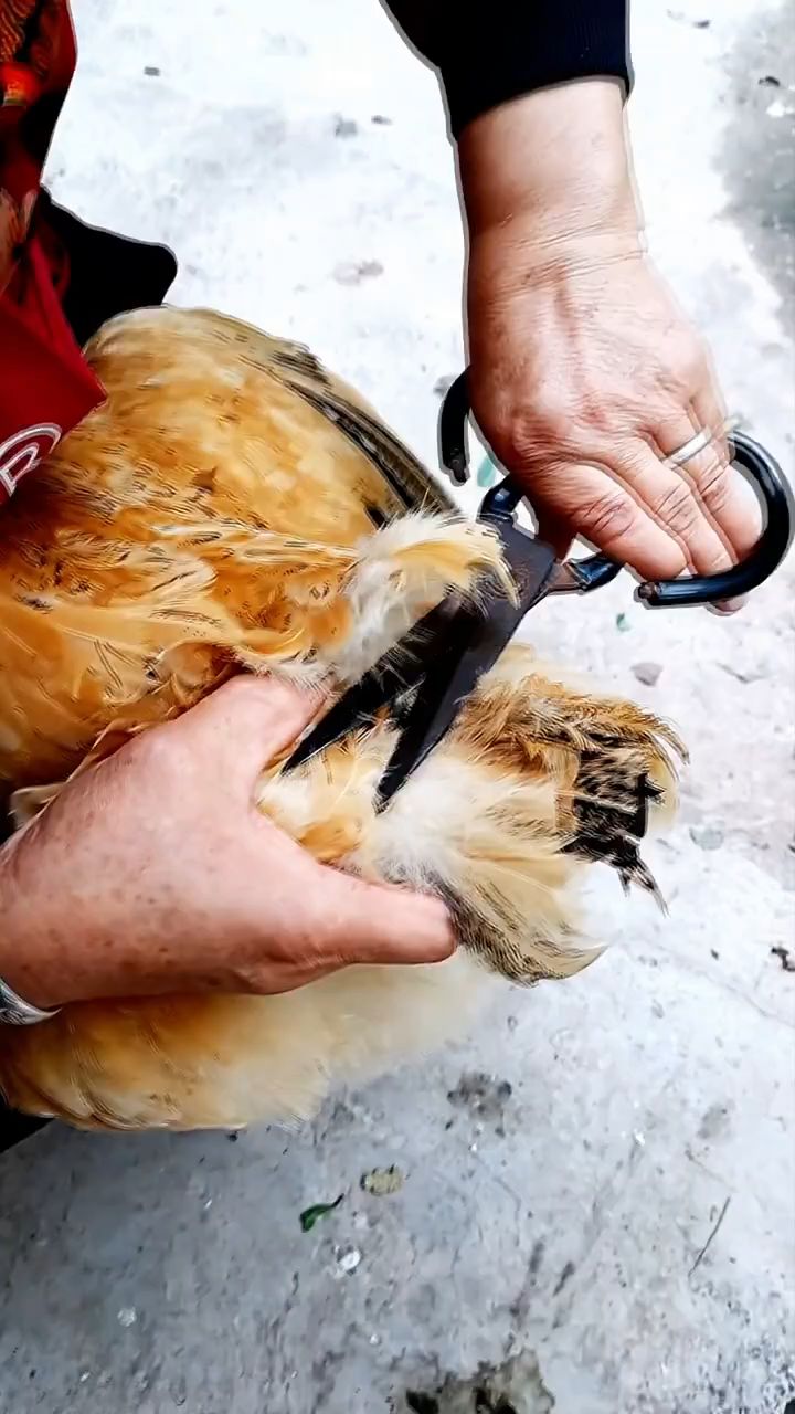 什么是剪鸡黄,鸡黄的作用是什么?
