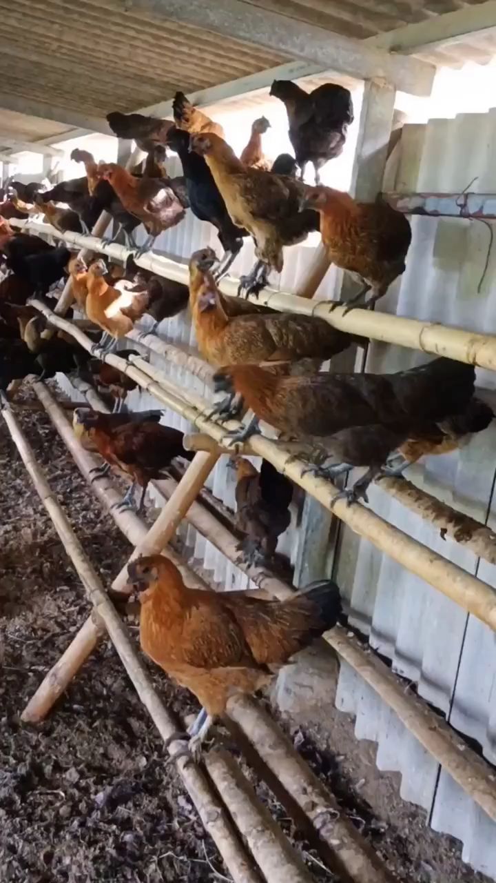 散养鸡栖息架怎么搭建。