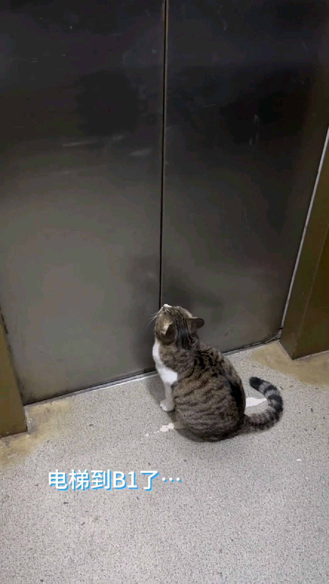 很聪明的猫咪,自己会做电梯。