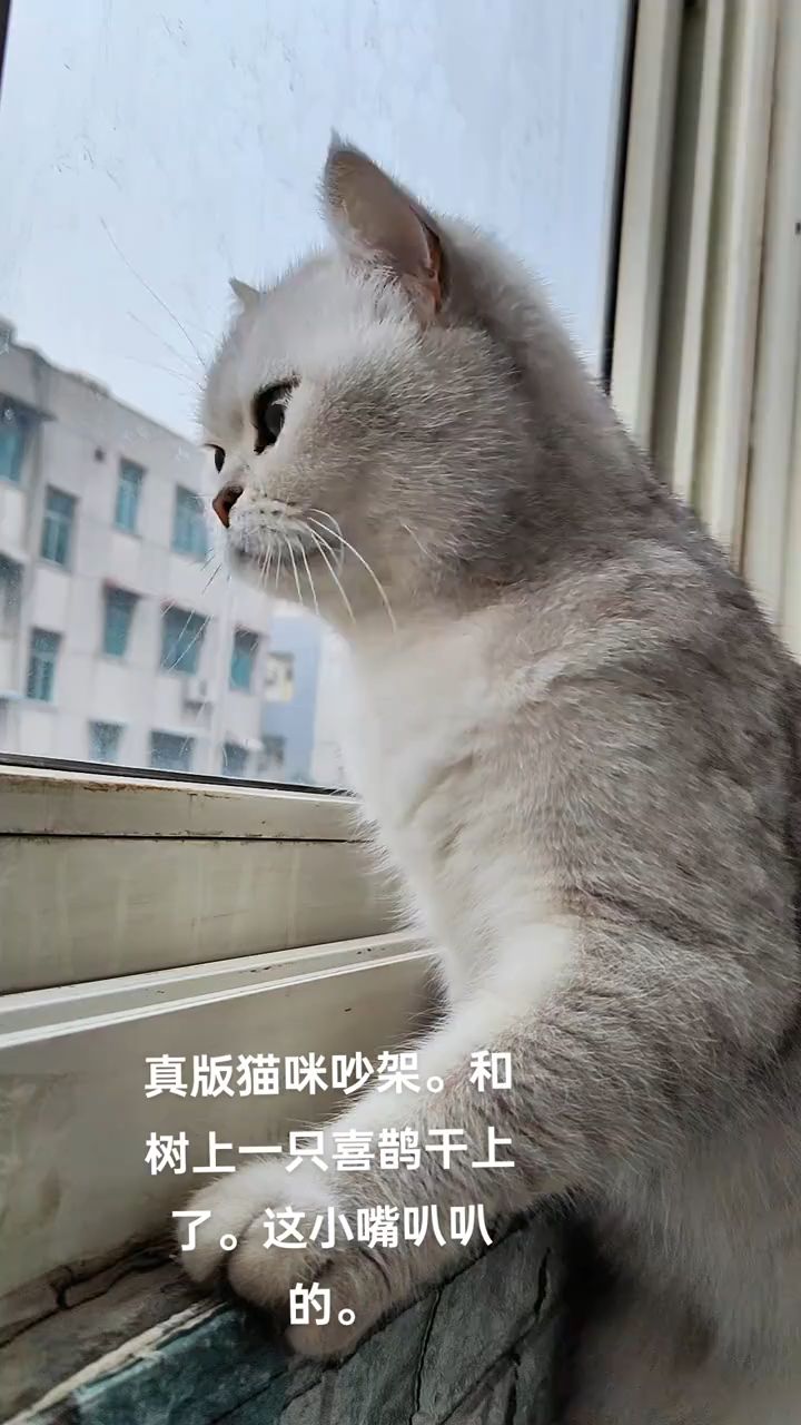 是不是所有的猫看见鸟都会发出这样的声音,也不知道啥意思,