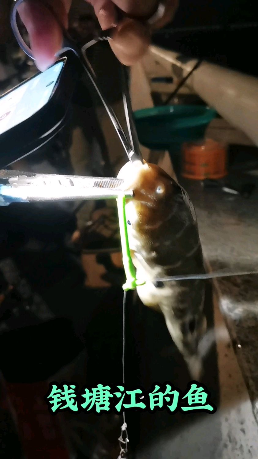 钱塘江里稀奇古怪的鱼真多