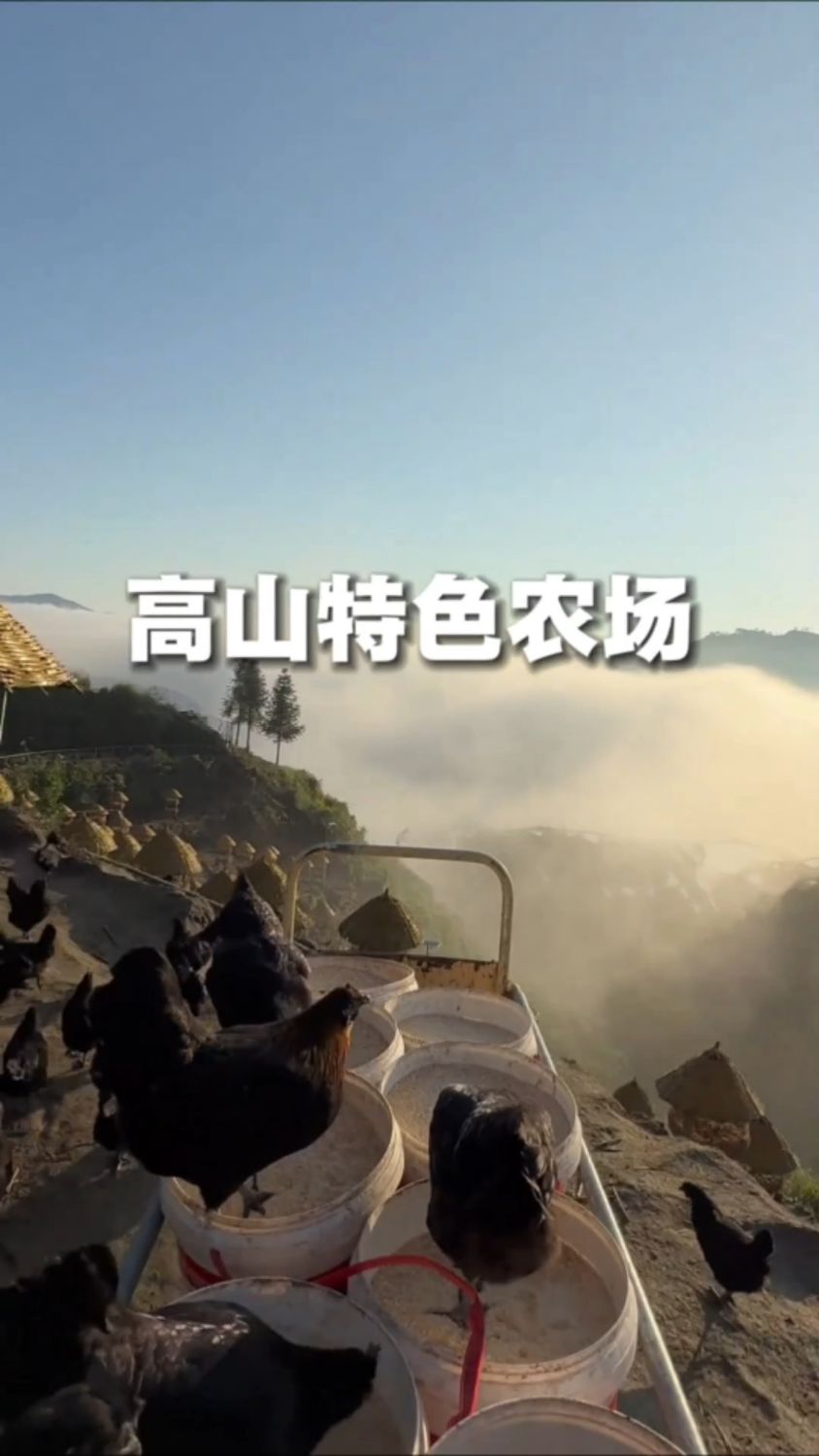 发明这种养鸡场的人真是个天才 #养殖 #养殖基地 #养殖技术