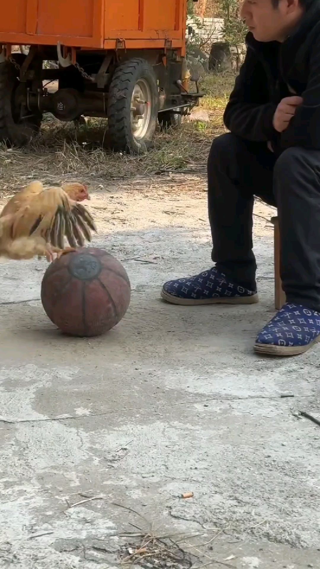 17种鸡你认识几种?