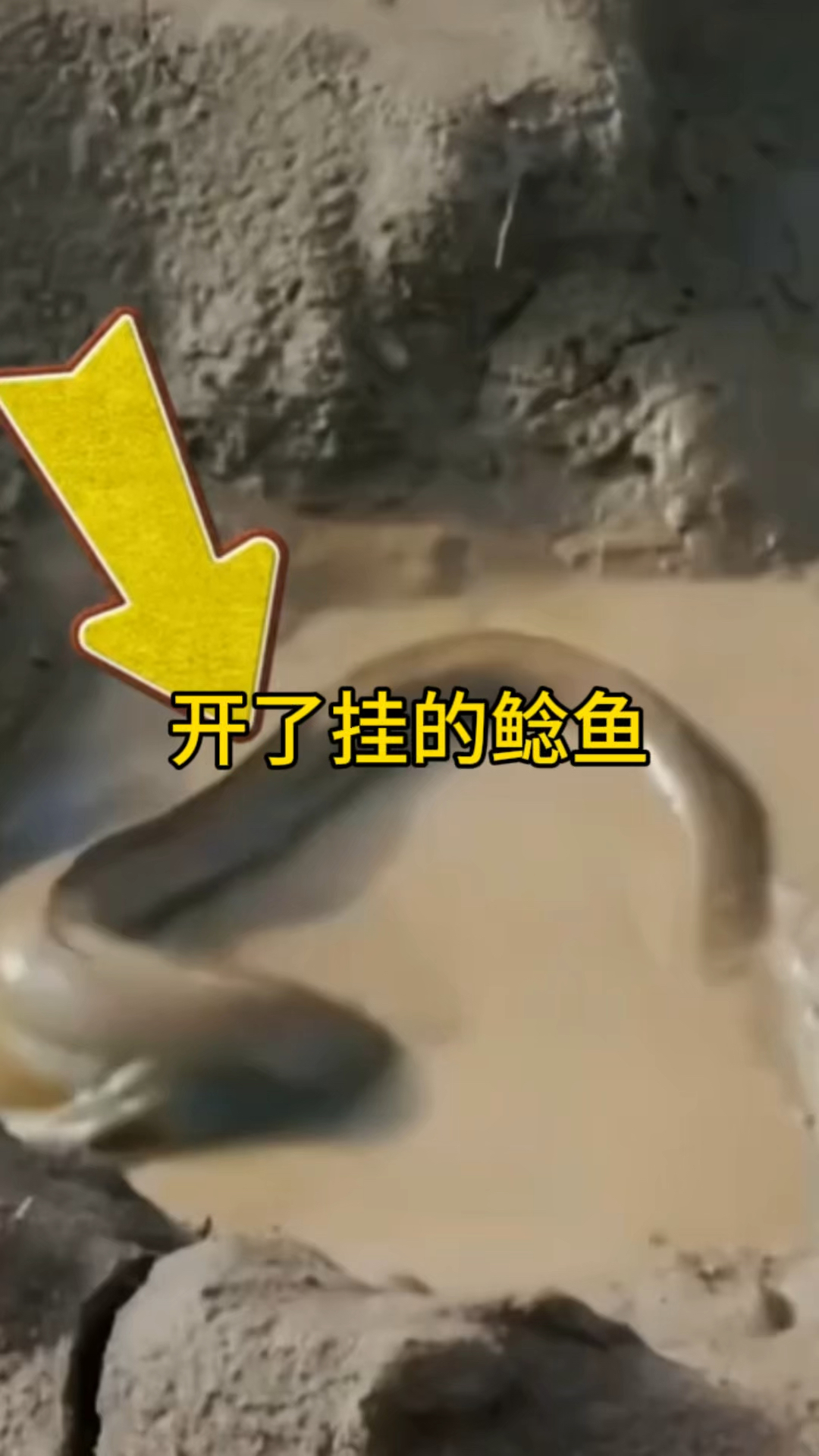 开了挂的鲶鱼,绝对是鱼类中的王者