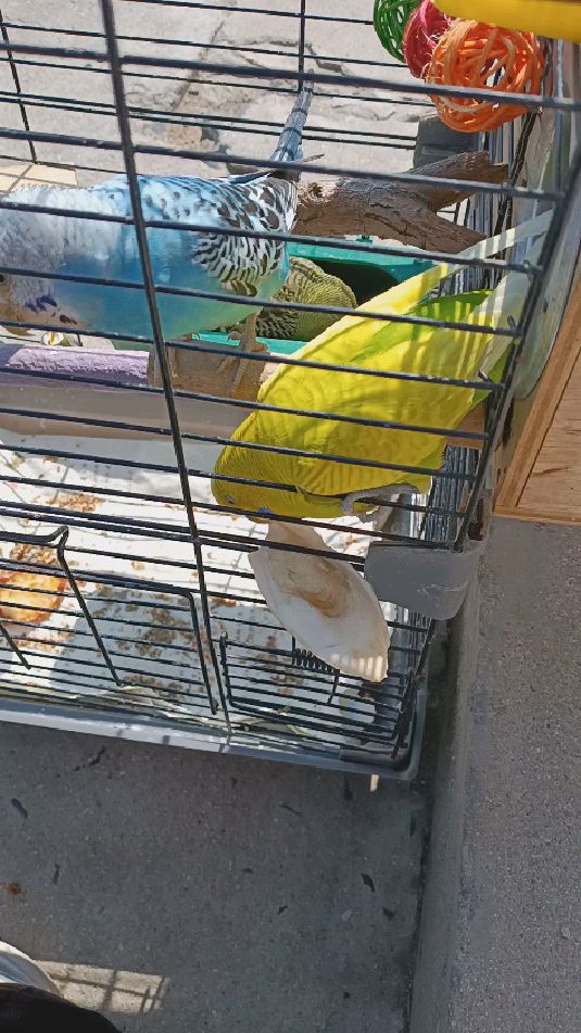 给虎皮鹦鹉晒太阳 再吃点墨鱼骨 补补钙