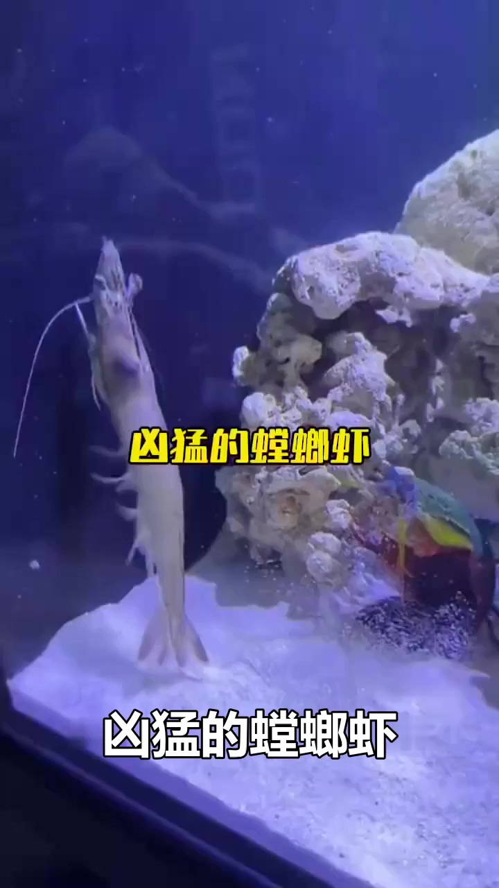 螳螂虾捕食基围虾，海底世界弱肉强食的残酷瞬间！