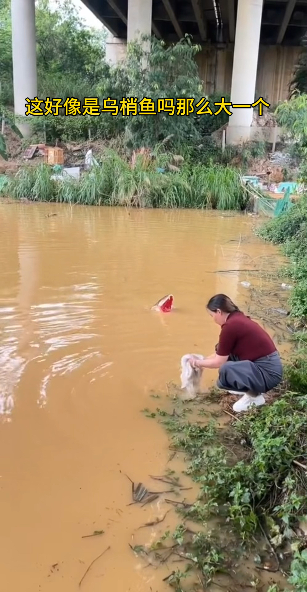 这是不是乌梢鱼啊 那么大一条