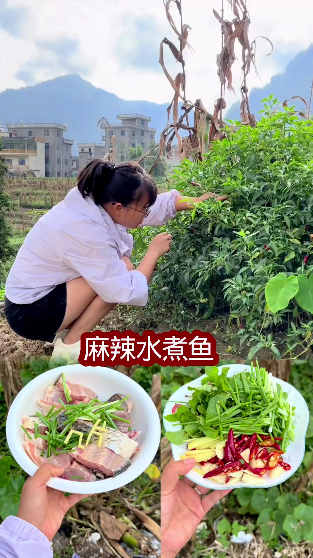 今天煮个煮吃。吃鱼我最喜欢的就是鱼头,你们喜欢吃哪个部位呢?