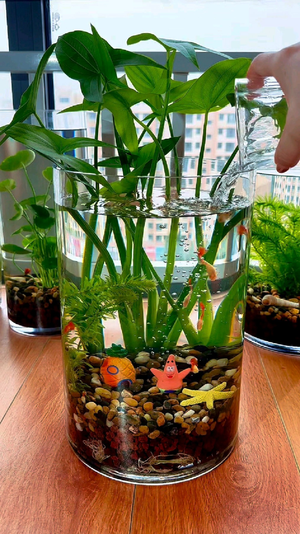 不打氧不过滤的茨菇鱼缸造景，保姆级开缸教程来了