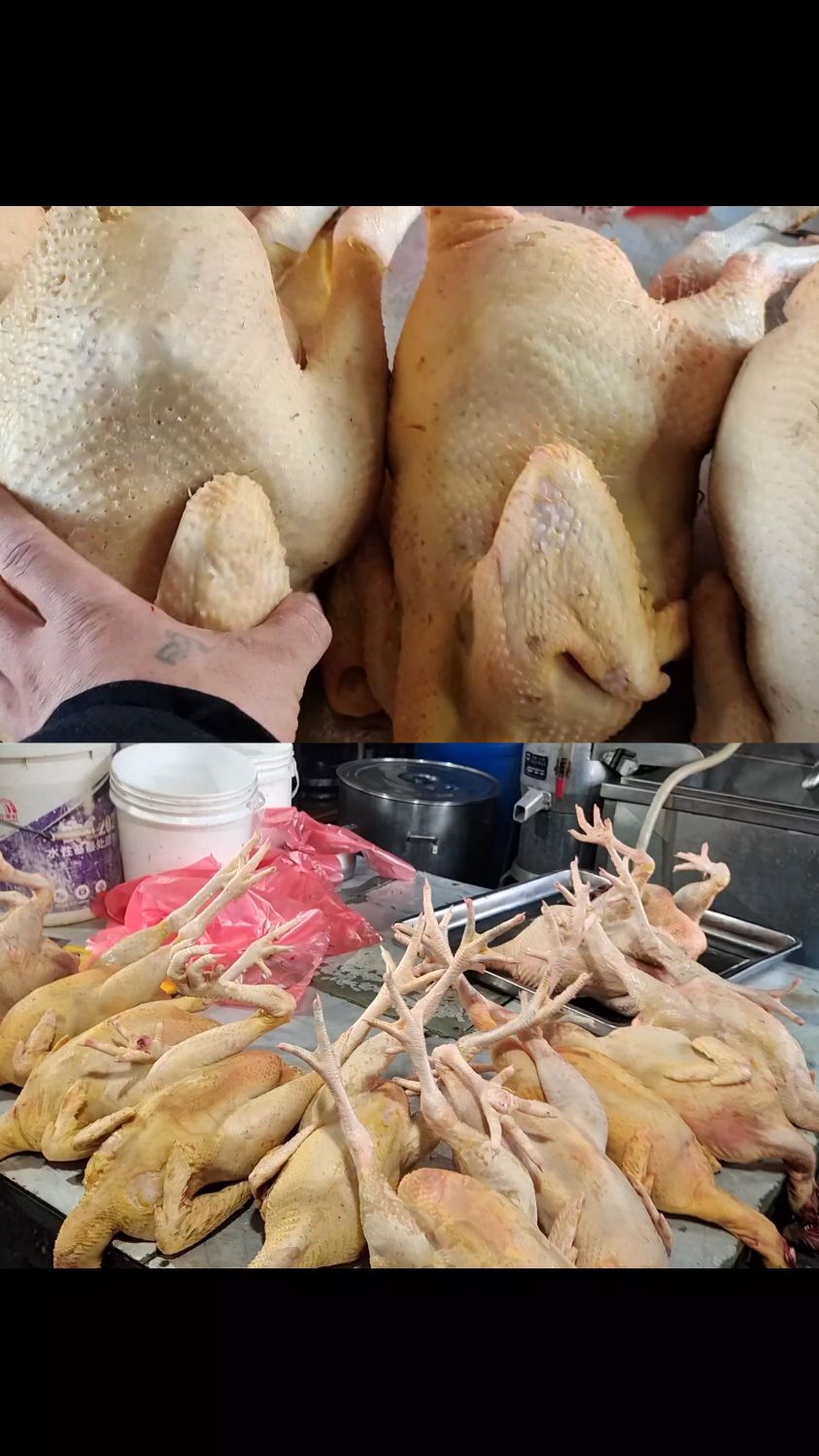 纯粮食喂的东北正宗土鸡