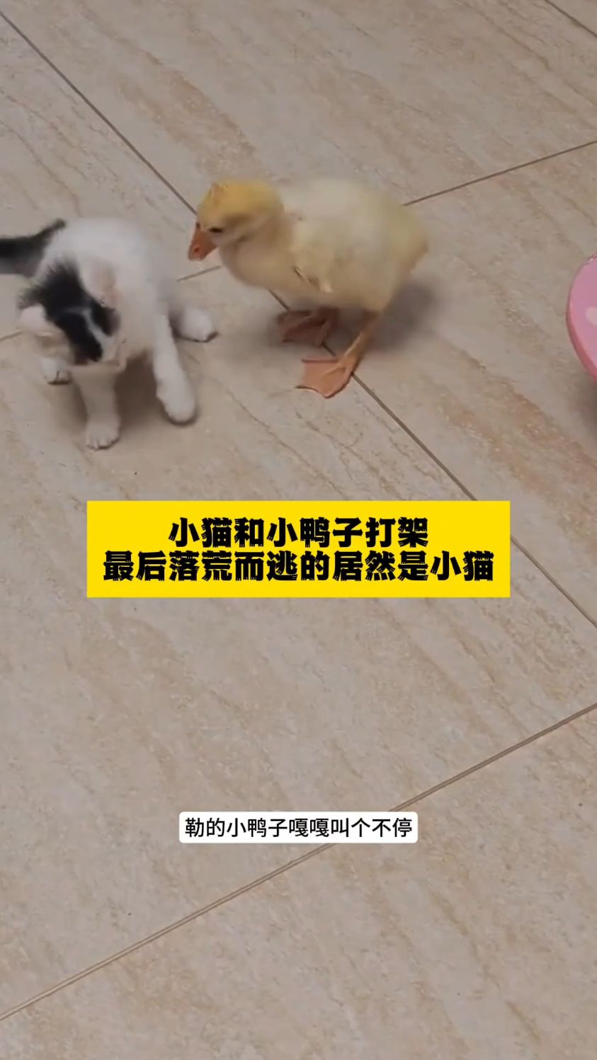 小猫和小鸭子打架，勒得小鸭子嘎嘎叫，最后落荒而逃的居然是小猫