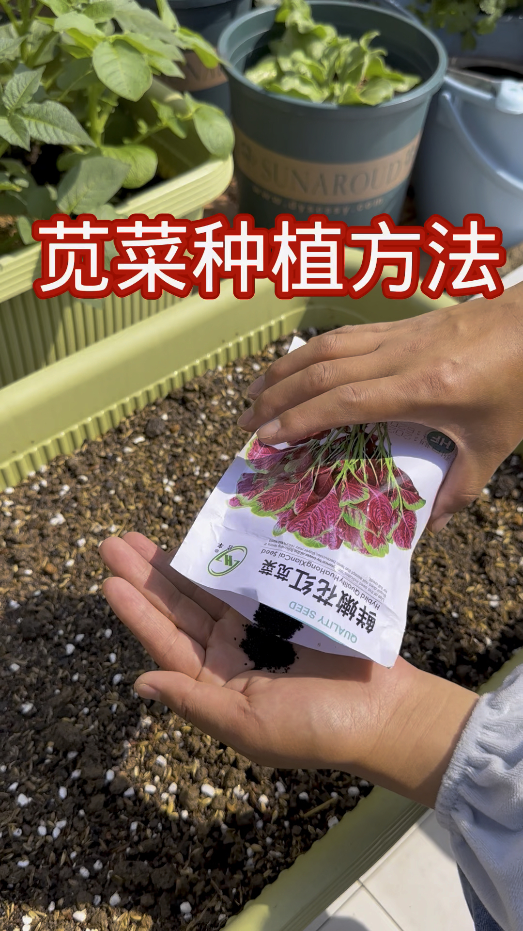 苋菜种植方法#小院种菜 #种菜 #种植小技巧
