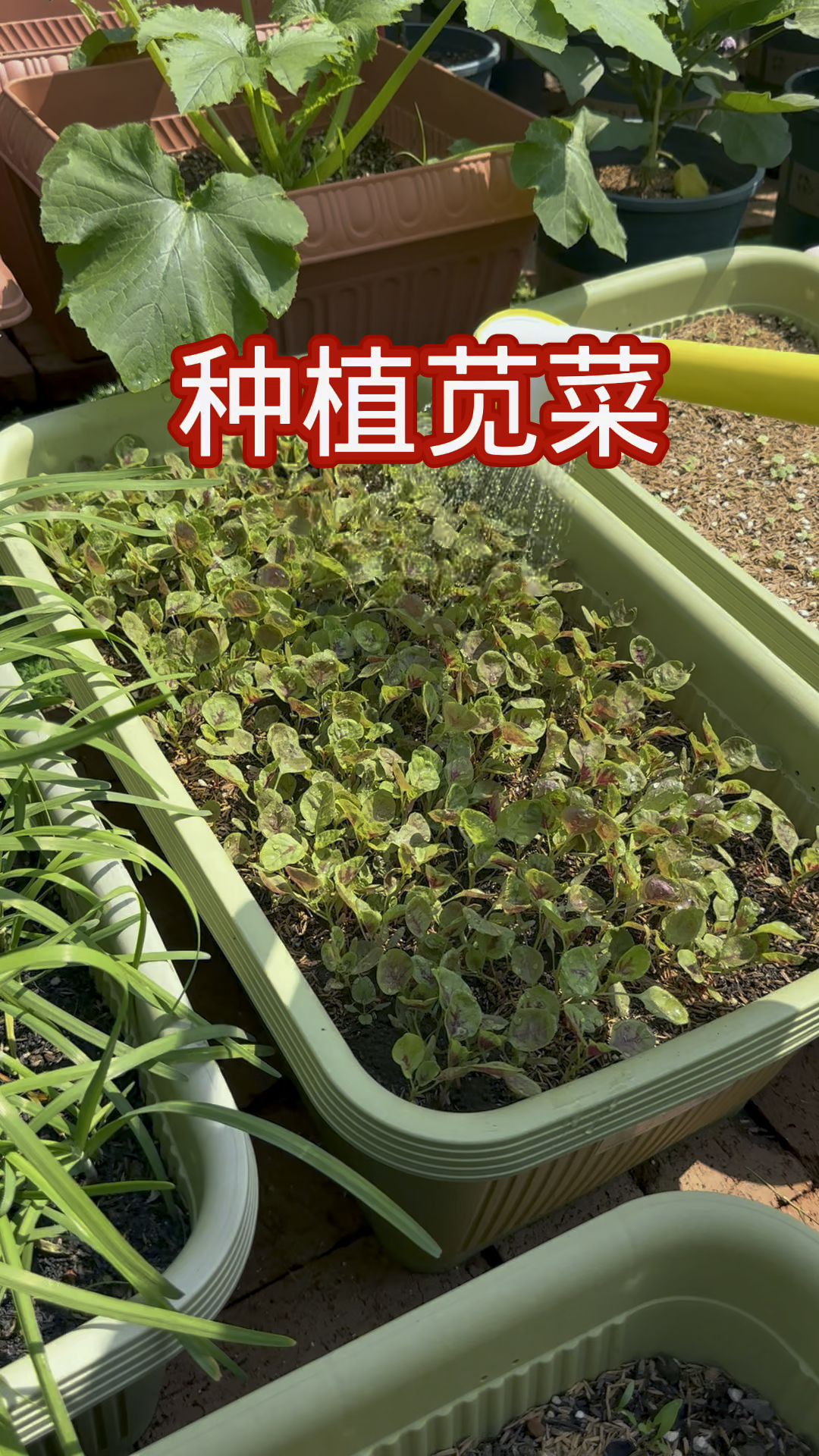 苋菜种植方法#小院种菜