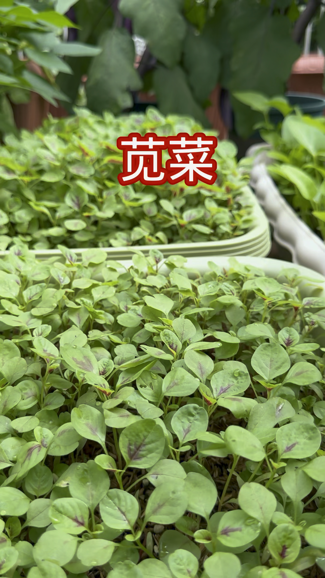 炎炎夏日,不知道种什么蔬菜的可以种点苋菜,苋菜好吃好种