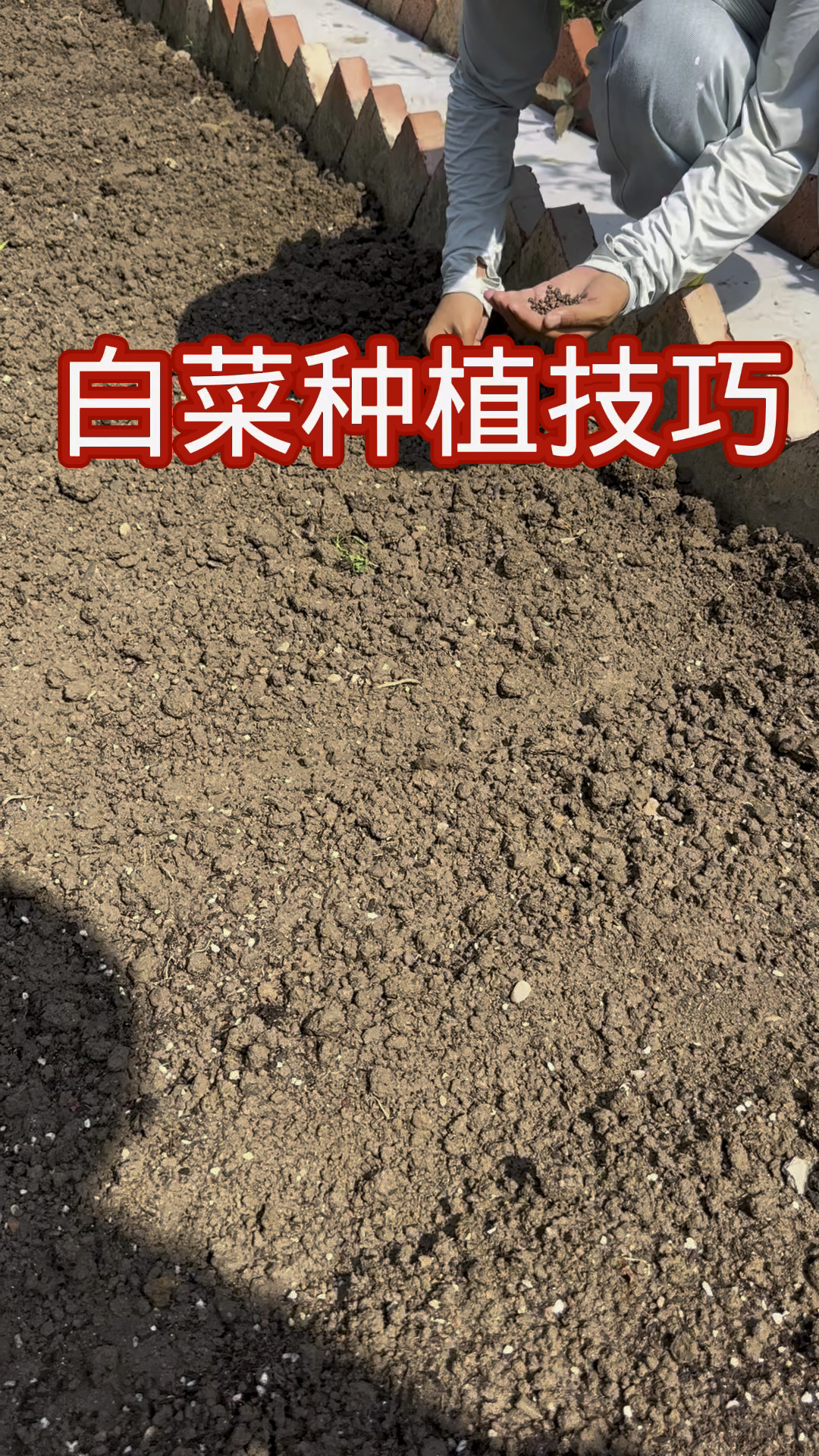 白菜种植小技巧#小院种菜 #种植小技巧 #记录我的种植生活 #三农