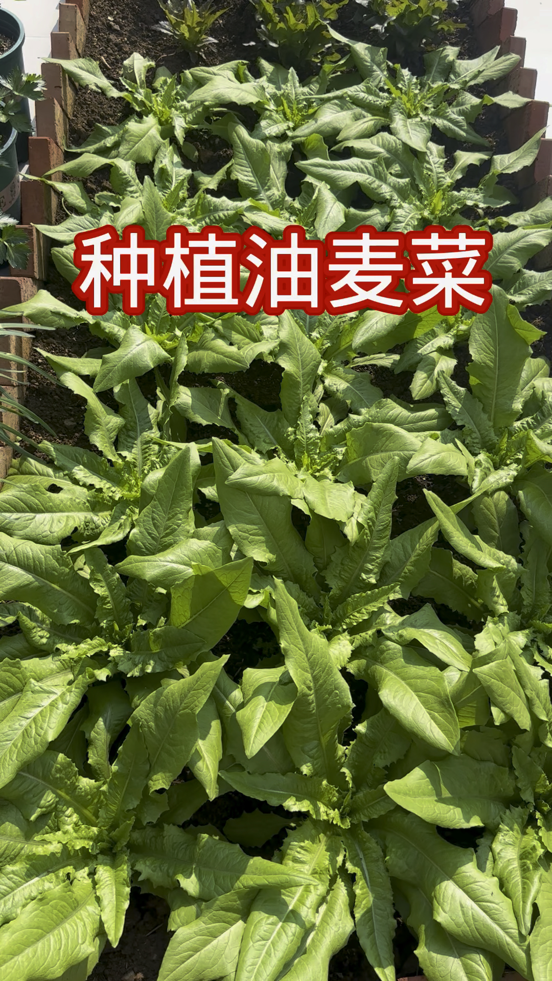 油麦菜种植方法#小院种菜 #种菜 #油麦菜#种植小技巧