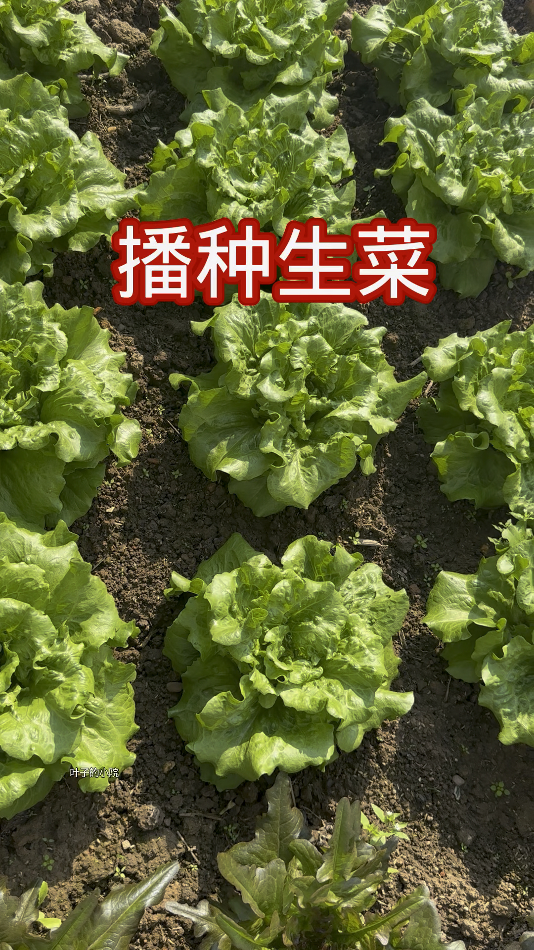 生菜怎么播种出苗快出苗齐,生菜播种方法#小院种菜 #种菜