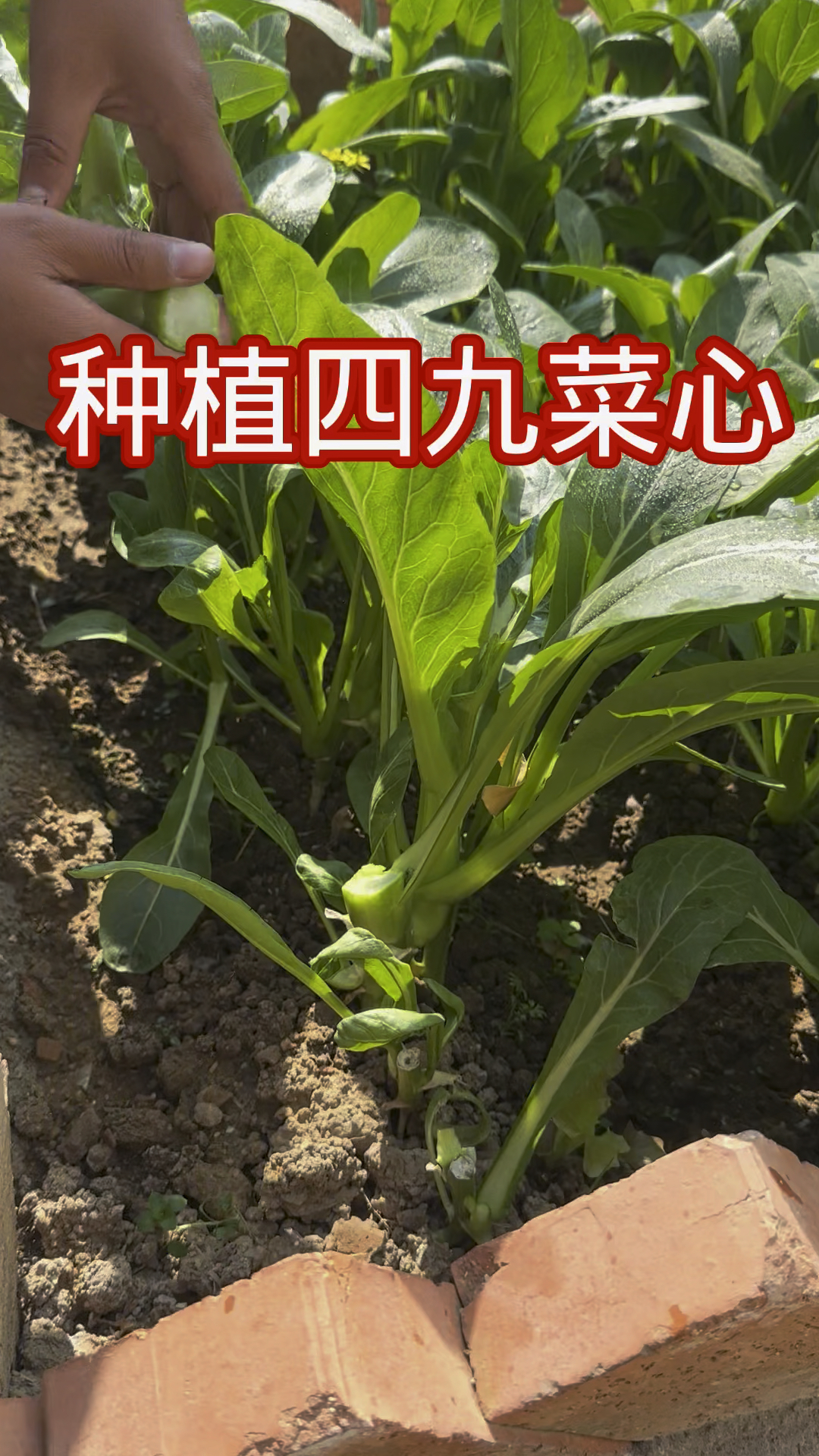 奶油菜心该如何种植?#小院种菜 #四九菜心#奶油菜心#种植小技巧