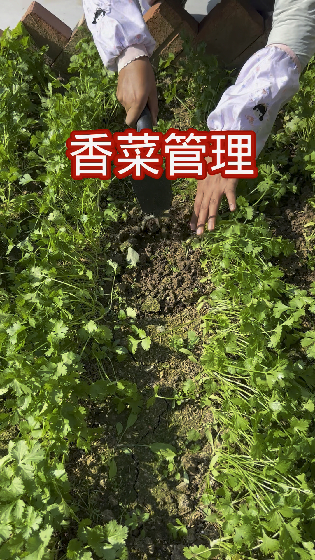 香菜出苗后该如何管理？#小院种菜 #种菜 #香菜#香菜管理#种植香