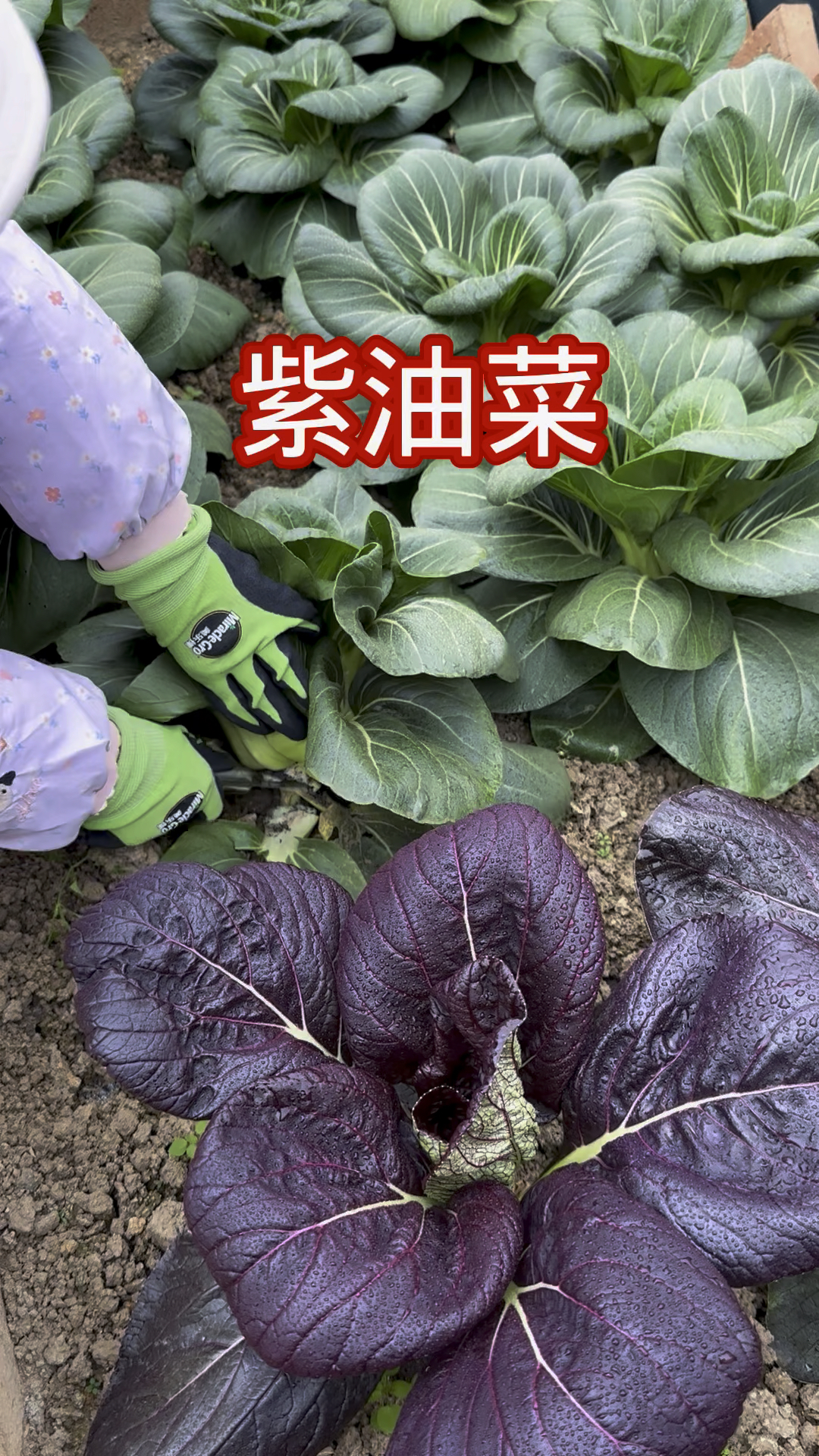 现在天气还比较热不知道种什么菜,可以种这款紫油菜,好吃好种还