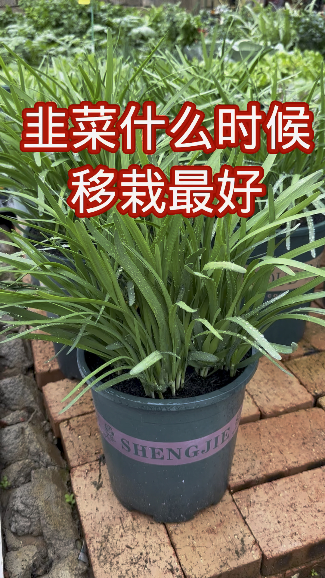 韭菜什么时候移栽最好?#小院种菜 #种菜 移栽韭菜#种植小技巧