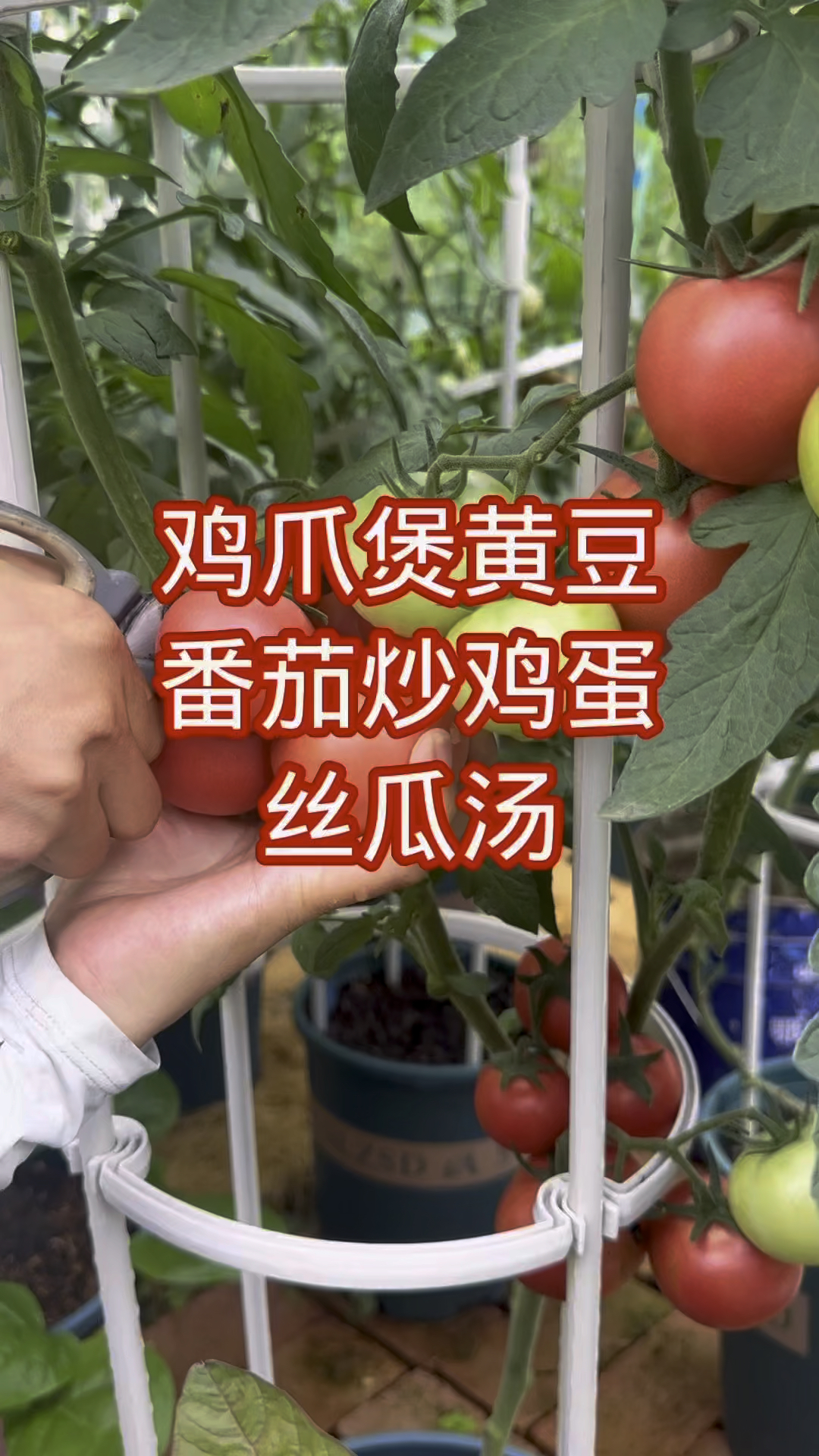 降温了,炖一锅黄豆鸡爪,鸡爪软烂脱骨,黄豆吸饱汤汁热乎又入味